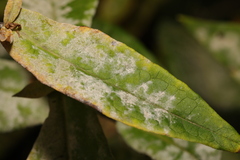 Golovinomyces magnicellulatus