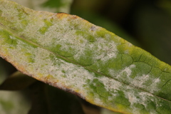 Golovinomyces magnicellulatus