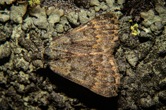Dichromodes simulans