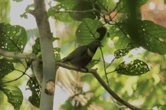 Ptilinopus solomonensis