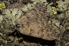 Dichromodes simulans