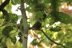 Ptilinopus solomonensis