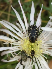 Oxythyrea marginalis