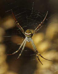 Argiope keyserlingi