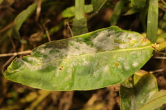 Golovinomyces magnicellulatus