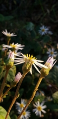 Olearia tomentosa