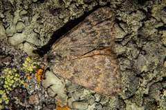 Dichromodes simulans