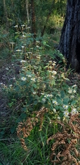 Olearia tomentosa