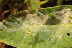 Golovinomyces magnicellulatus