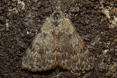 Dichromodes simulans