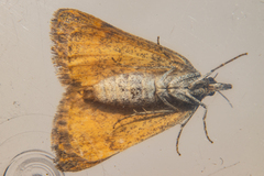 Dichromodes simulans