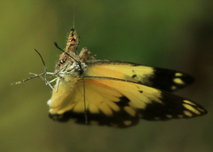 Hyllus