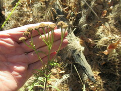 Tanacetum vulgare boreale
