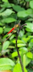Orchithemis pulcherrima