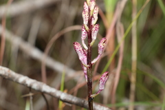 Dipodium ensifolium