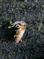 Entomobryidae