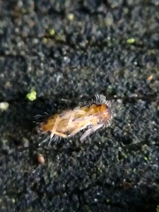Entomobryidae