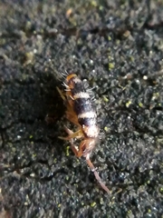 Entomobryidae