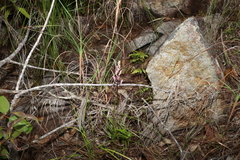 Dipodium ensifolium