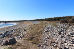 Dermochelys coriacea