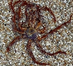 Articulata