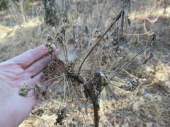 Pleurospermum uralense