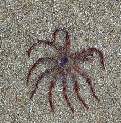 Articulata