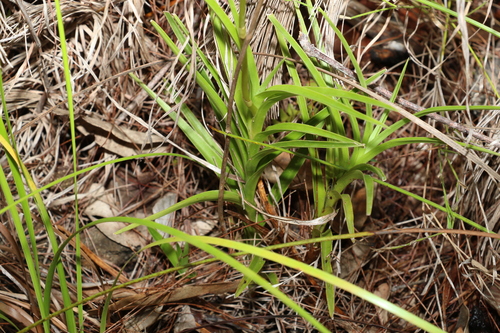 Image of Dipodium ensifolium by (c) Greg Tasney, some rights reserved (CC BY-SA)