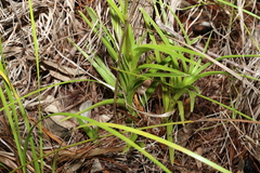 Dipodium ensifolium