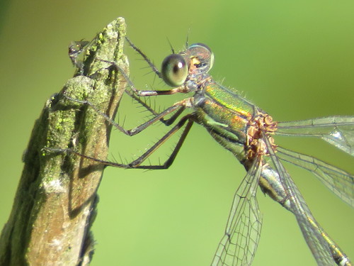 Western Willow Spreadwing