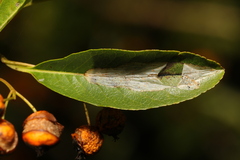 Phyllonorycter leucographella