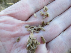 Pleurospermum uralense