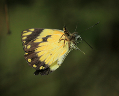 Hyllus
