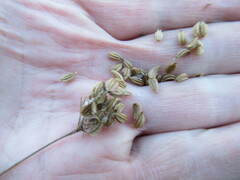 Pleurospermum uralense