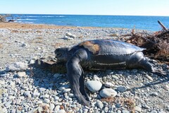 Dermochelys coriacea