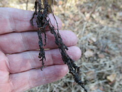 Pleurospermum uralense