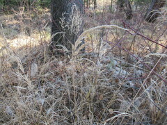 Calamagrostis purpurea