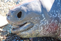 Dermochelys coriacea