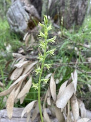 Prasophyllum pallidum