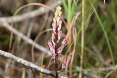 Dipodium ensifolium