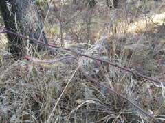 Calamagrostis purpurea
