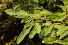 Prunus padus