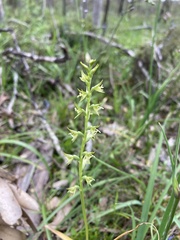 Prasophyllum pallidum