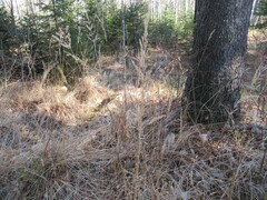 Calamagrostis purpurea