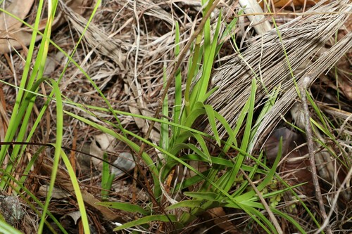 Image of Dipodium ensifolium by (c) Greg Tasney, some rights reserved (CC BY-SA)