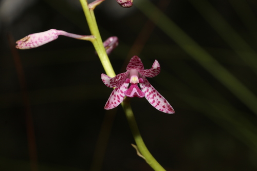 Image of Dipodium ensifolium by (c) Greg Tasney, some rights reserved (CC BY-SA)
