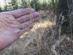 Calamagrostis purpurea
