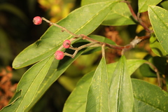 Prunus padus