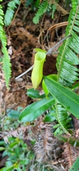 Nepenthes gracilis