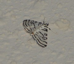 Conchylodes concinnalis